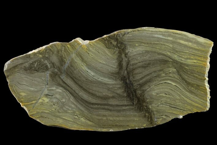 5.7" Polished Stromatolite (Kussiella) Slab - 1.88 Billion Years